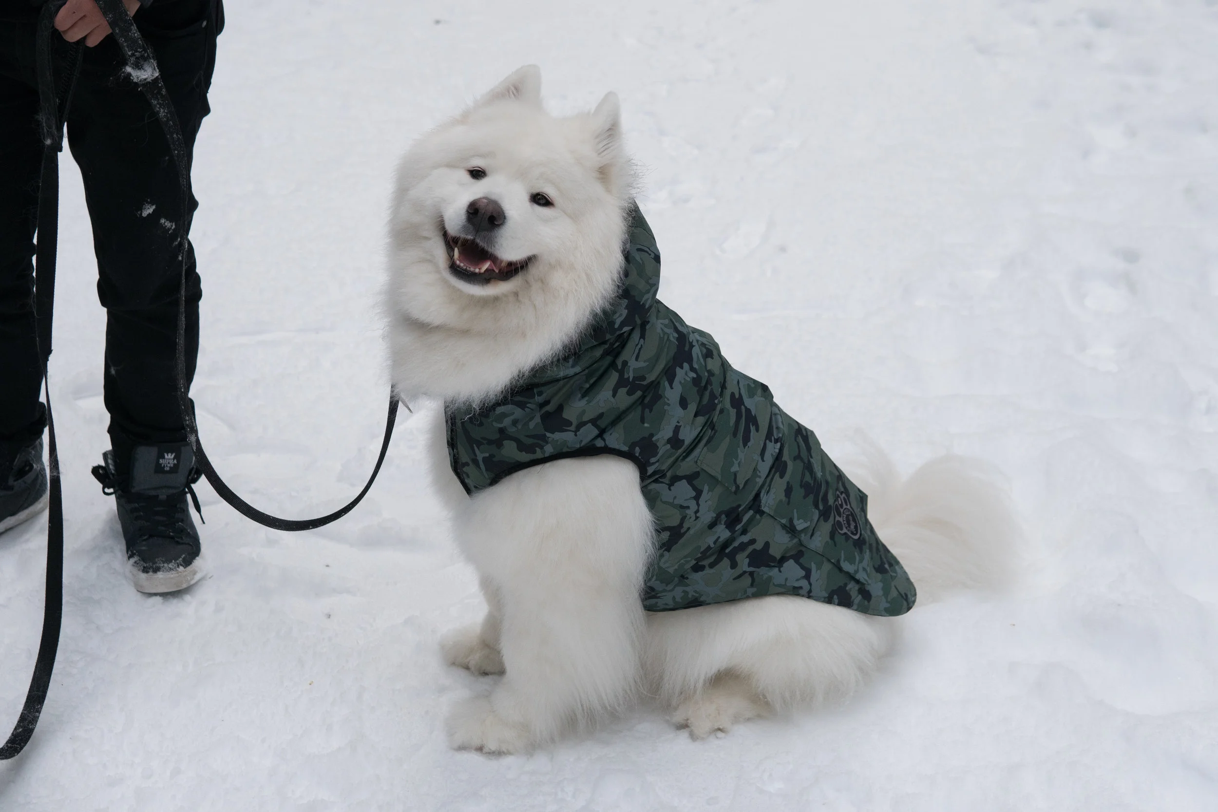 Canada Pooch Winter Jackets Loki Friends